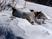 28 TEDDY SI DIVERTE CON LA NEVE